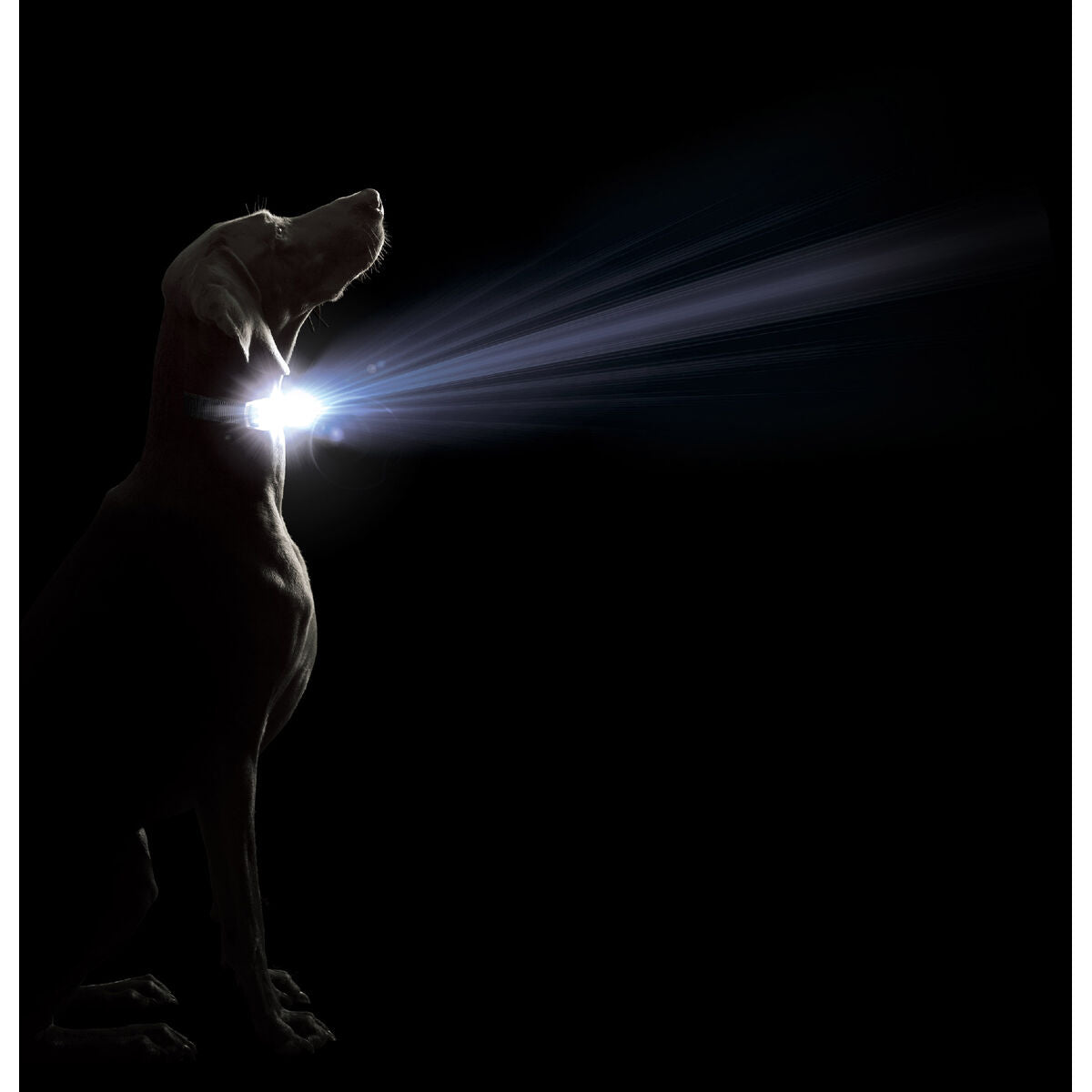 Dog collar Dog Gone Smart Black L Light