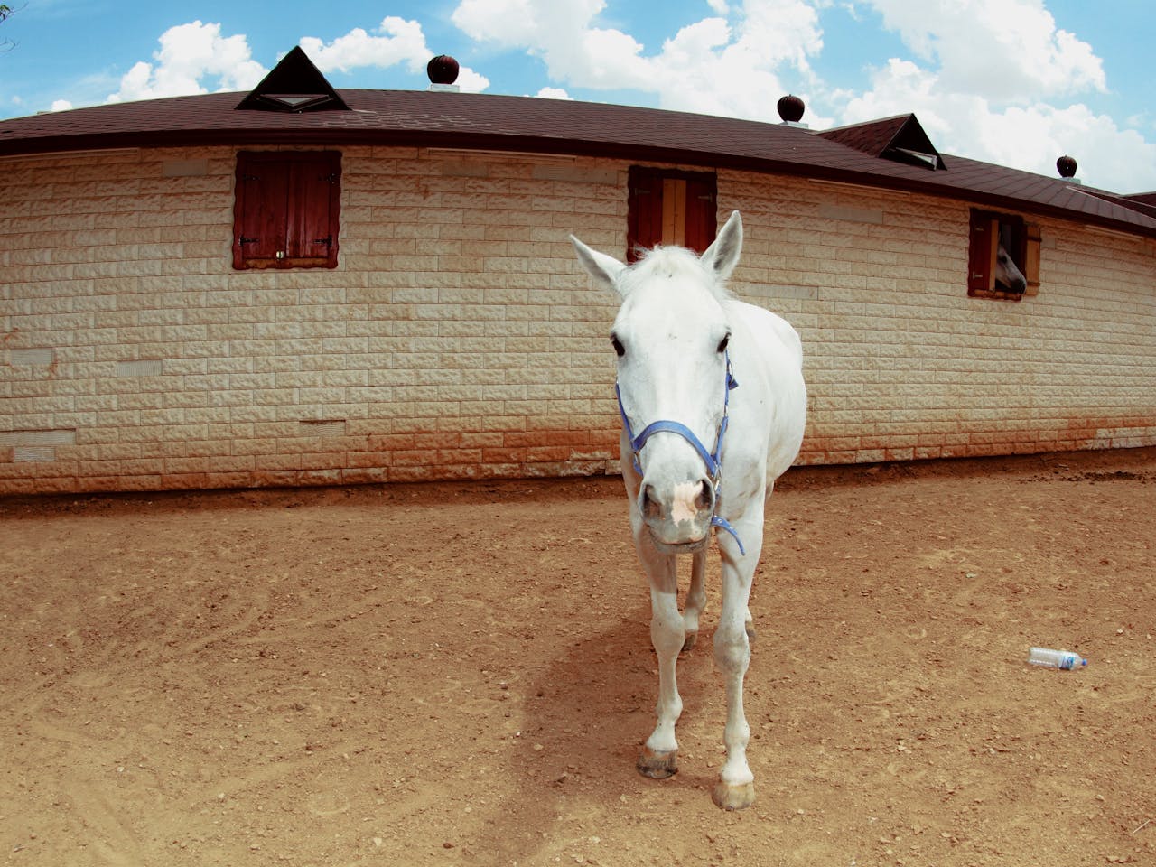 our-story A serene white horse with a halter stands near a rustic brick stable under a cloudy sky.