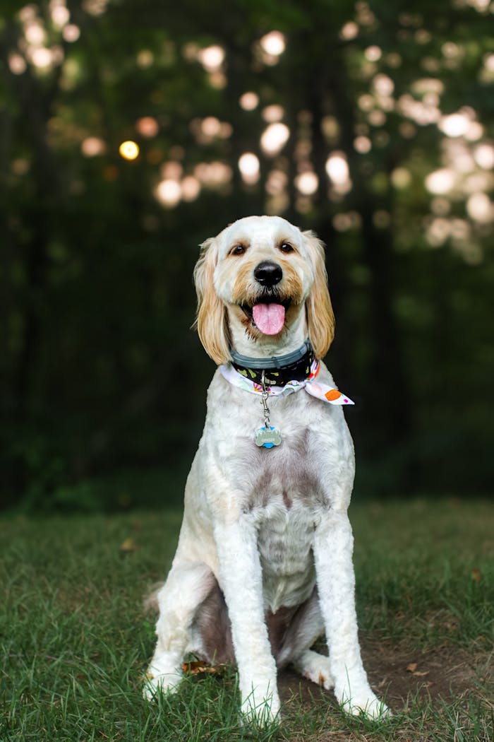 about-us A cute Goldendoodle dog sits on grass with a happy expression in a park.
