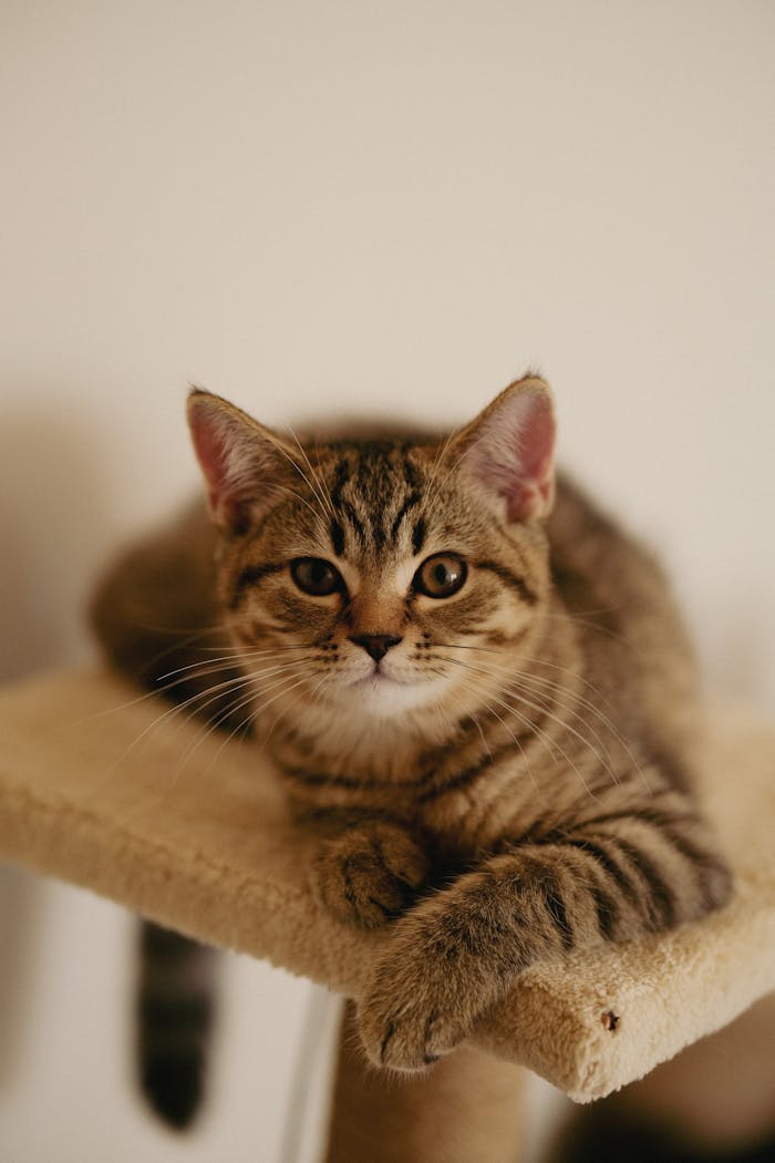 services-04 Adorable tabby kitten lounging on a beige cat tree indoors, cute pet image.