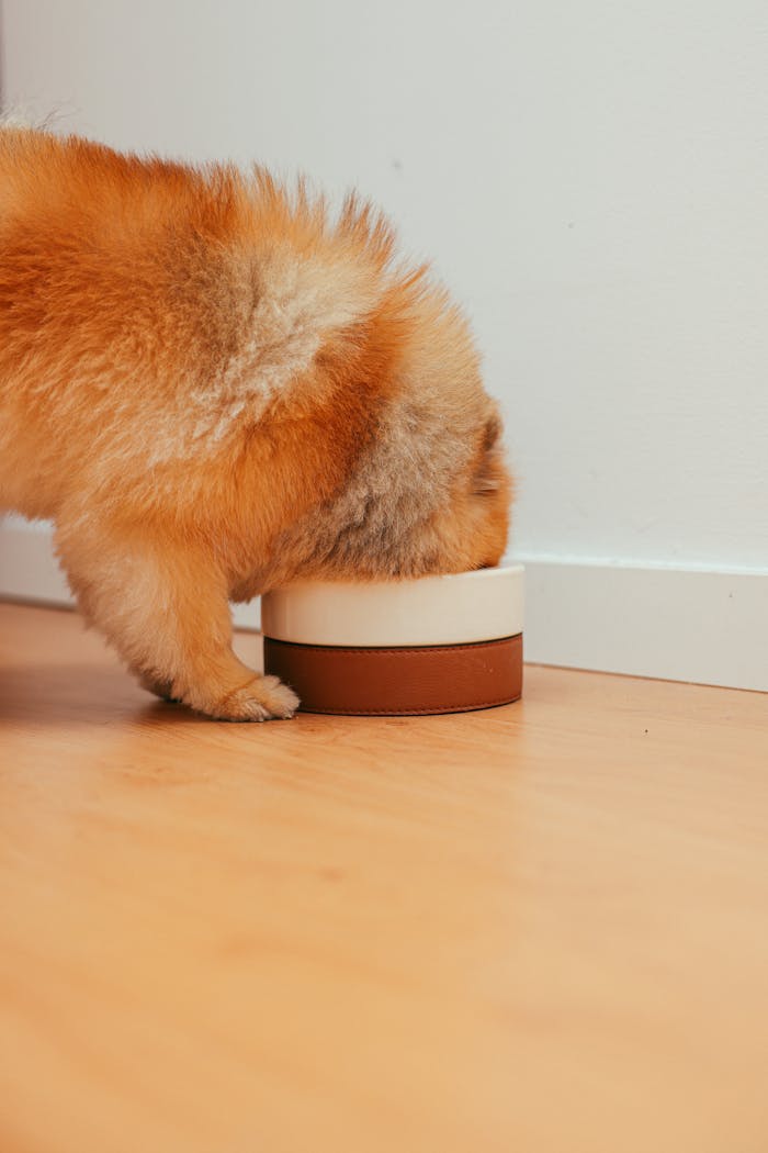 services-02 Adorable Pomeranian puppy eating from a bowl inside a cozy home.