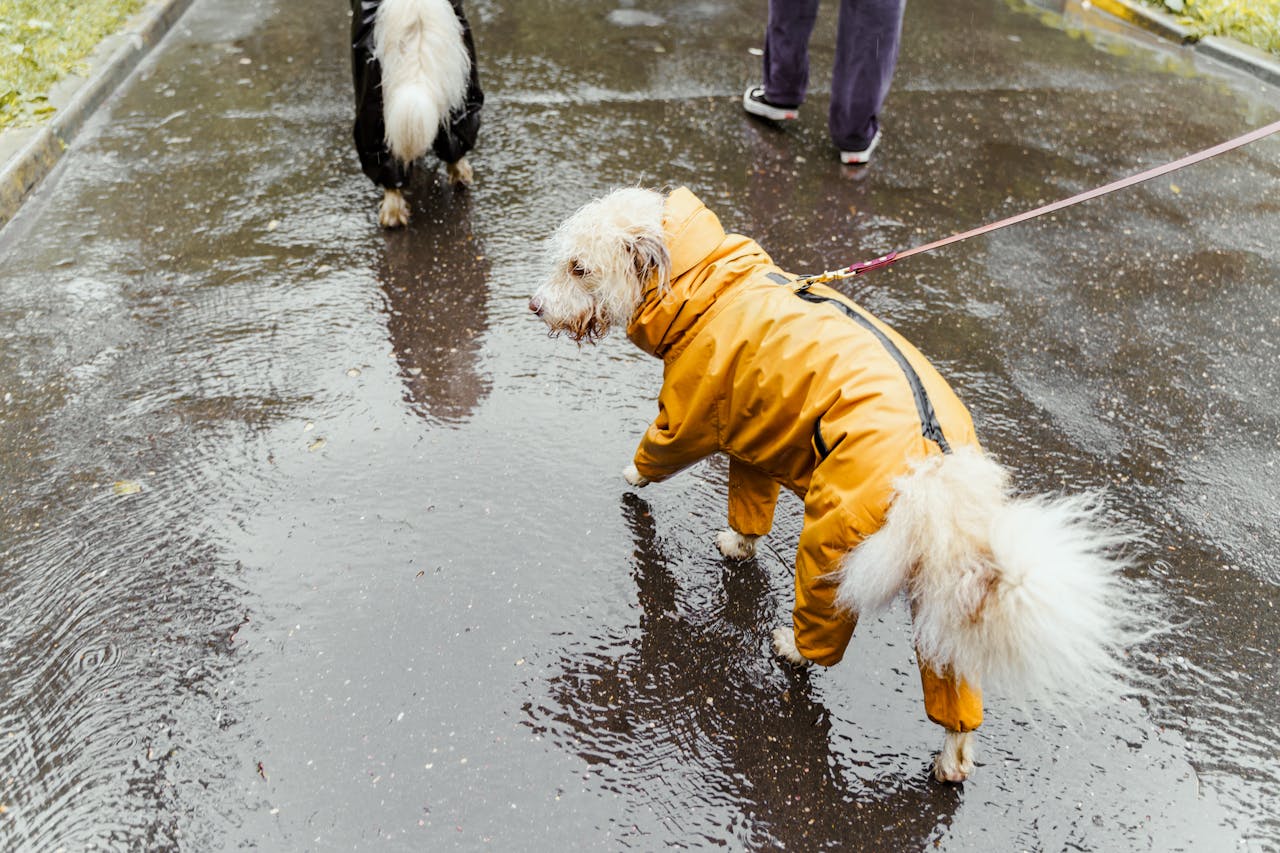 services-03 Two dogs in colorful raincoats walking on a rainy day, capturing the essence of a wet adventure